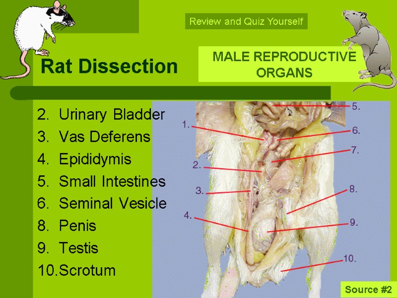Rat Dissection 2.  Urinary Bladder 3.  Vas Deferens 4.  Epididymis 5.